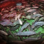Aquaponics Fish