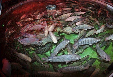 Best Fish for Aquaponics System