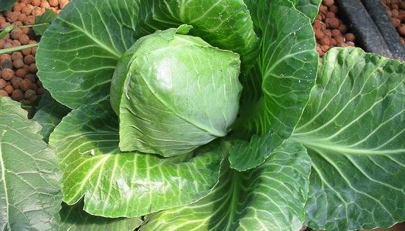 Cabbage