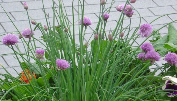 Chives