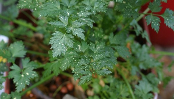 Parsley