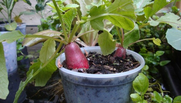 Radishes