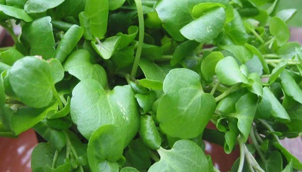 Watercress