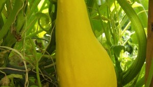 squash